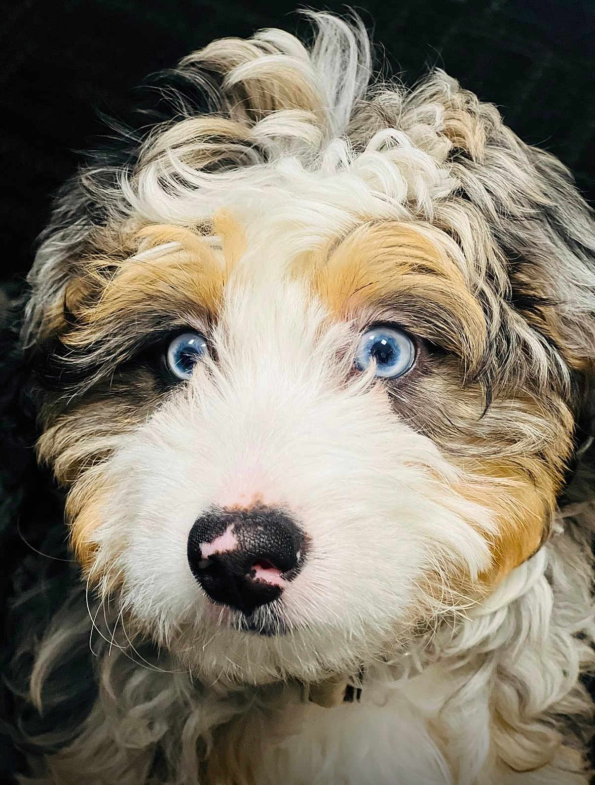 Luna joined the competition — help win amazing prizes! puppy, dog, blue_eyes, curly_fur, close_up, black_nose, white_fur, brown_fur, pet, animal, cute, portrait, fluffy, young_dog, adorable, face, whiskers, fur_texture, looking_up, background_blur