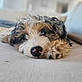 puppy, dog, blue_eyes, fur, close_up, pet, lying_down, cute, fluffy, indoor, soft, resting, animal, portrait, canine, nose, paw, whiskers, domestic_animal, young