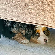 Luna is registered to the contest to win money with this photo: puppy, dog, blue_eyes, tricolor, under_couch, carpet, curious, fluffy, pet, indoor, furniture, resting, cute, young_dog, nose, ears, lying_down, shadow, home, animal