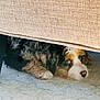 puppy, dog, blue_eyes, tricolor, under_couch, carpet, curious, fluffy, pet, indoor, furniture, resting, cute, young_dog, nose, ears, lying_down, shadow, home, animal