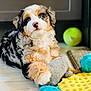 Luna joined the competition — help win amazing prizes! puppy, dog, blue_eyes, fluffy, tricolor, toy, plush_toy, floor, indoor, pet, cute, playful, animal, young_dog, lying_down, close_up, colorful, soft_texture, background_blur, domestic_animal