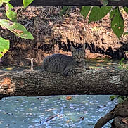 Slinky is registered to the contest to win money with this photo: animal, branch, calm, cat, daylight, feline, forest, leaves, mammal, natural, nature, outdoor, perched, relaxing, river, scenery, tabby_cat, tree_trunk, water, wildlife