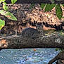 animal, branch, calm, cat, daylight, feline, forest, leaves, mammal, natural, nature, outdoor, perched, relaxing, river, scenery, tabby_cat, tree_trunk, water, wildlife