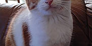 Happy participe au concours pour gagner de l'argent avec cette photo : animal, cat, chair, closeup, couch, curious, daylight, domestic, fur, furniture, indoor, looking, mammal, orange_and_white, pet, portrait, sitting, table, whiskers, window