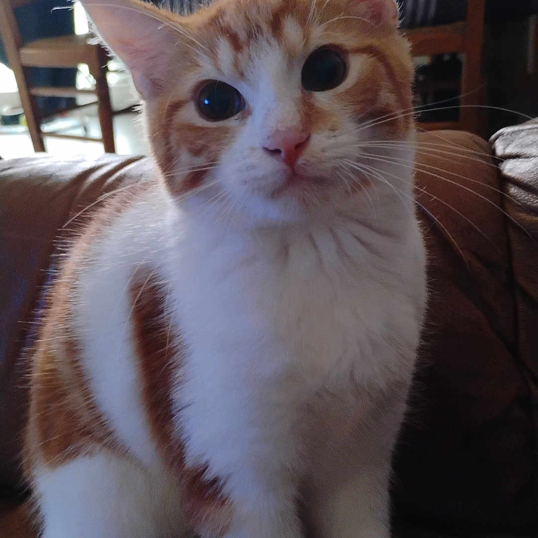 Happy participe au concours pour gagner de l'argent avec cette photo : animal, cat, chair, closeup, couch, curious, daylight, domestic, fur, furniture, indoor, looking, mammal, orange_and_white, pet, portrait, sitting, table, whiskers, window