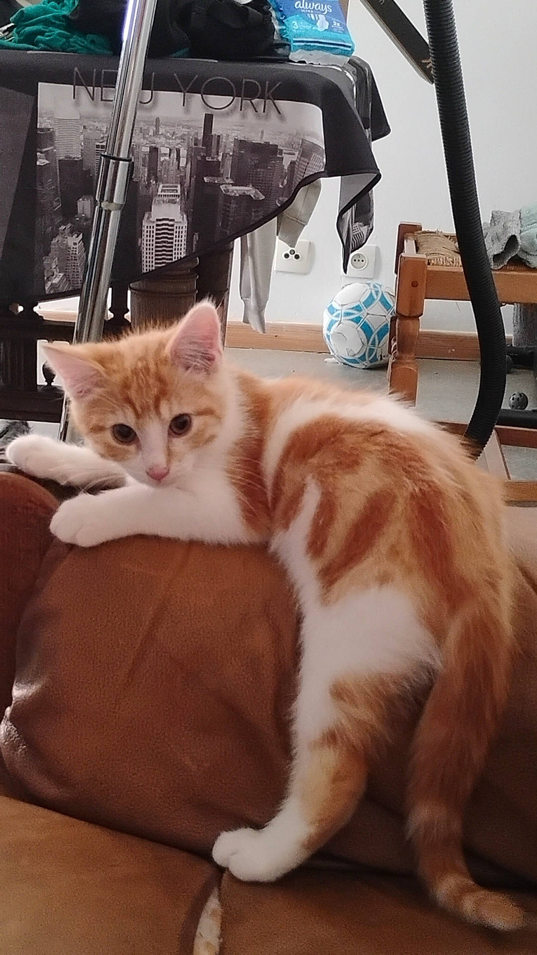 animal, cat, cloth, couch, cozy, curious, domestic, floor, furniture, household, indoor, kitten, new_york_print, orange_and_white, paw, pet, room, soccer_ball, table, tail