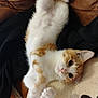 kitten, cat, orange_and_white, lying_down, paw_print_blanket, leather_couch, feline, pet, cute, whiskers, fur, indoor, relaxed, young_cat, playful, close_up, animal, soft, resting, cozy