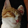 Happy participe au concours pour gagner de l'argent avec cette photo : animal, cat, close_up, cozy, cute, ears, face, fur, indoor, nap, nose, orange_cat, paw, pet, pink_paw_pads, relaxed, resting, sleeping, whiskers, white_fur