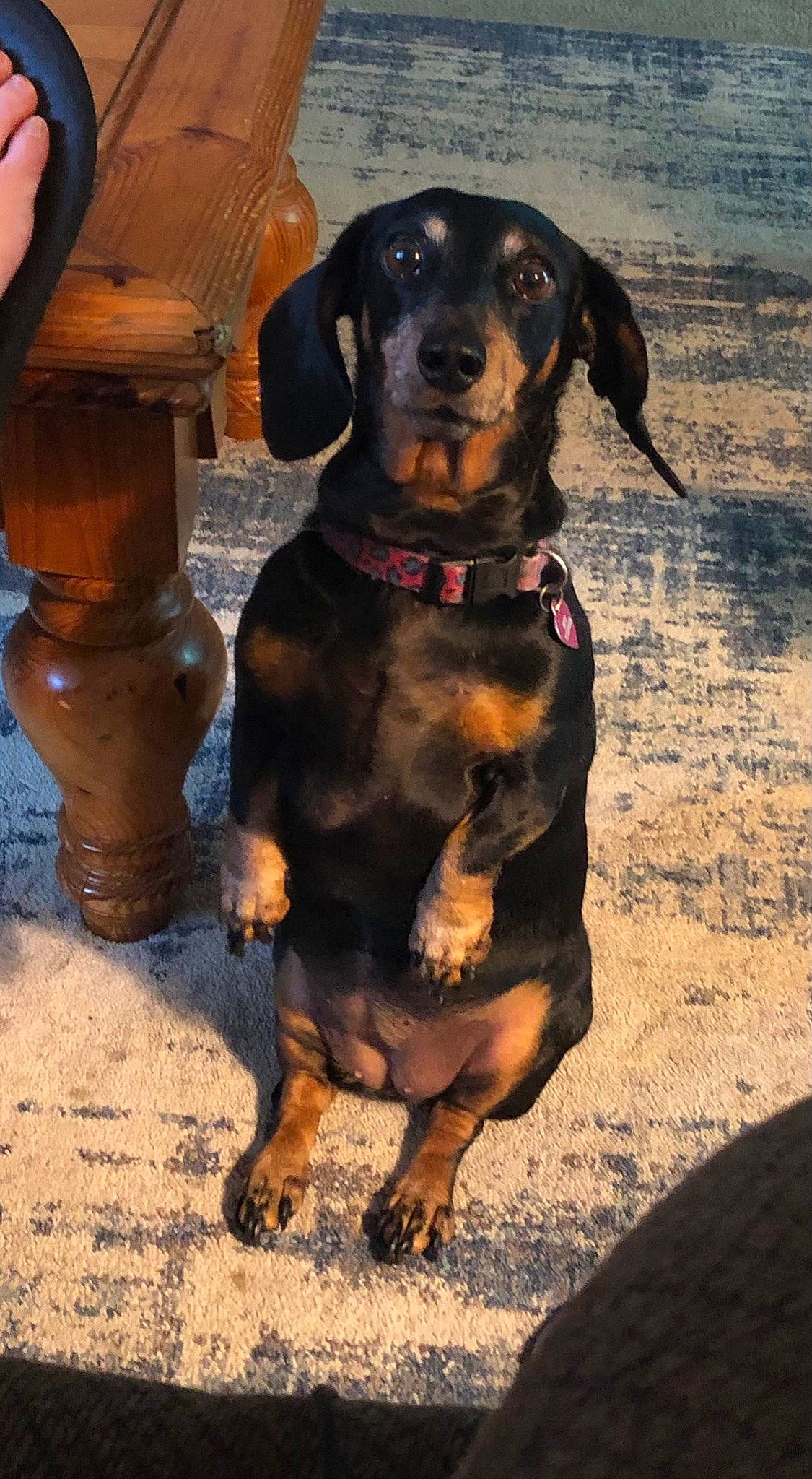 Bitsy joined the competition — help win amazing prizes! canidae, carnivore, collar, companion_dog, dog, dog_breed, dog_collar, fawn, guard_dog, hound, hunting_dog, liver, pet_supply, scent_hound, sporting_group, terrestrial_animal, working_animal, working_dog