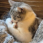 Scoop Dogg joined the competition — help win amazing prizes! cat, paw, licking, sleepy, cozy, blanket, fur, whiskers, relaxed, indoor, pet, cute, snuggling, resting, comfort, striped, closeup, soft, animal, tabby