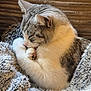 cat, paw, licking, sleepy, cozy, blanket, fur, whiskers, relaxed, indoor, pet, cute, snuggling, resting, comfort, striped, closeup, soft, animal, tabby