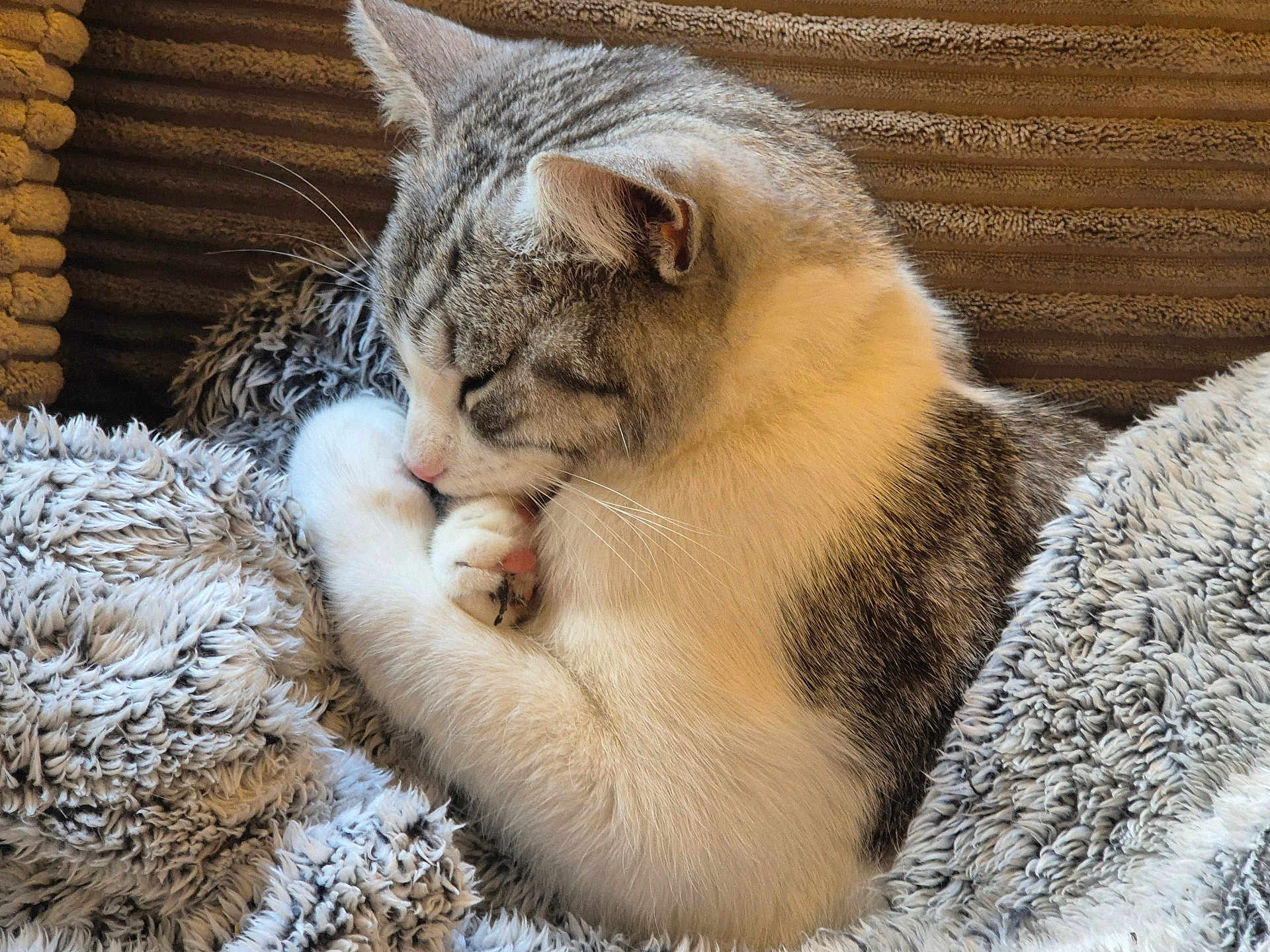 Scoop Dogg joined the competition — help win amazing prizes! cat, paw, licking, sleepy, cozy, blanket, fur, whiskers, relaxed, indoor, pet, cute, snuggling, resting, comfort, striped, closeup, soft, animal, tabby