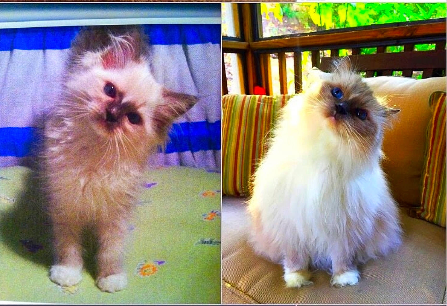 Sierra joined the competition — help win amazing prizes! carnivore, cat, companion_dog, dog_breed, electric_blue, fawn, felidae, fur, green, liver, natural_material, small_to_medium_sized_cats, tail, whiskers, yellow