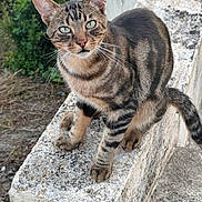 Voyou a rejoint le concours — aidez-le/la à gagner de superbes lots ! cat, tabby, animal, pet, outdoor, stone, ledge, green_eyes, fur, whiskers, curious, nature, texture, mammal, wildlife, closeup, portrait, sitting, plants, daylight