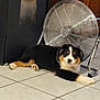puppy, dog, floor, tile, fan, appliance, wooden_cabinet, indoor, pet, lying_down, black, white, brown, fur, home, relaxed, animal, companion, cute, domestic