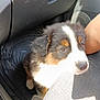 Amy a rejoint le concours — aidez-le/la à gagner de superbes lots ! animal, black_fur, brown_eyes, car_door, car_interior, car_seat, companion, cute, dog, floor_mat, fur, indoor, pet, puppy, seat, shadow, sunlight, tan_fur, white_fur, young_dog