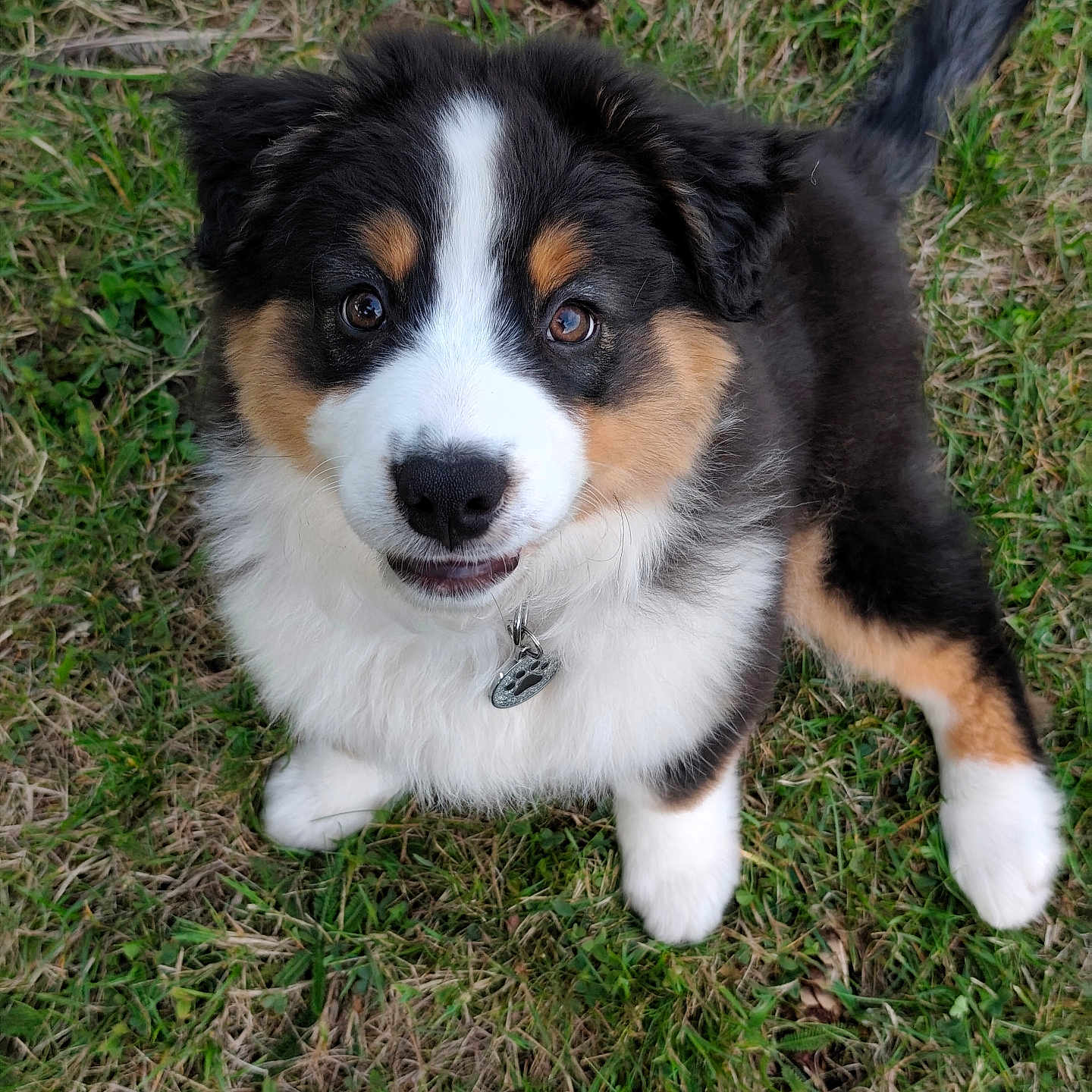 Amy participe au concours pour gagner de l'argent avec cette photo : adorable, animal, black, brown, collar, cute, dog, fluffy, fur, grass, looking_up, nature, outdoor, pet, puppy, sitting, small, tag, white, young