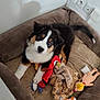 puppy, dog, bed, toy, plush_toy, blanket, brown, black, white, orange, indoor, cute, pet, animal, looking_up, soft, cozy, furniture, relaxed, young