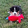 puppy, dog, grass, outdoor, toy, plush_toy, red_toy, black_fur, white_fur, brown_fur, happy, playful, animal, pet, cute, young_dog, nature, greenery, mouth, fur
