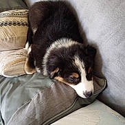 Amy a rejoint le concours — aidez-le/la à gagner de superbes lots ! black_and_white, brown, canine, comfort, couch, cozy, dog, domestic_animal, fur, furry, home, indoor, pet, pillows, puppy, relaxation, resting, sleeping, small_dog, snuggled