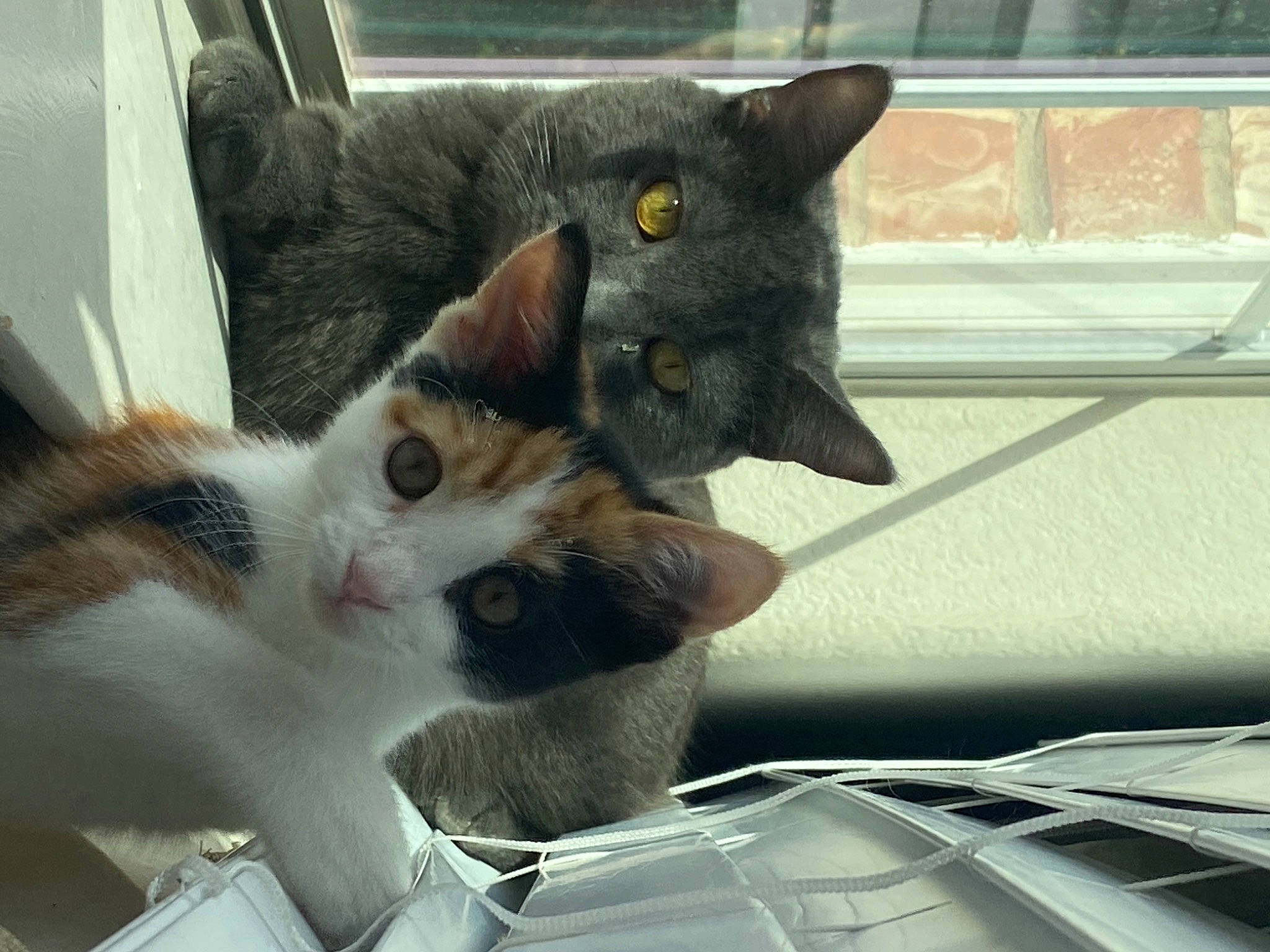 Zuko joined the competition — help win amazing prizes! aegean_cat, automotive_window_part, carnivore, cat, claw, domestic_short_haired_cat, ear, european_shorthair, eye, felidae, fur, german_rex, kitten, nose, polydactyl_cat, small_to_medium_sized_cats, snout, whiskers, window