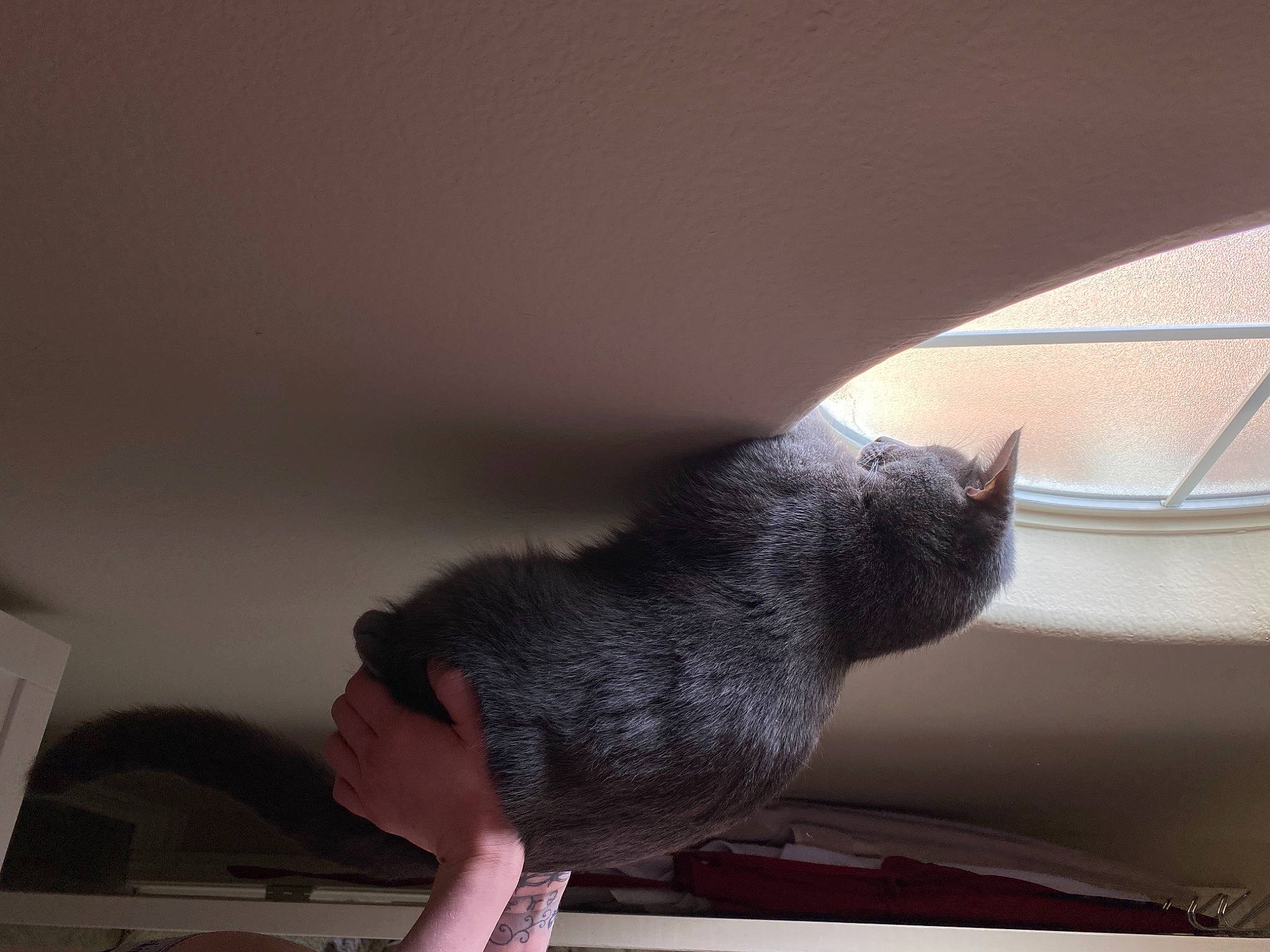 Zuko joined the competition — help win amazing prizes! british_shorthair, carnivore, cat, chartreux, chinchilla, domestic_short_haired_cat, felidae, fur, hand, korat, leg, rodent, russian_blue, small_to_medium_sized_cats, tail, whiskers, window