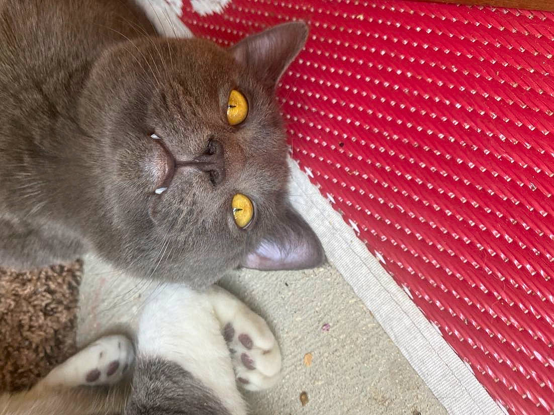 Zuko joined the competition — help win amazing prizes! asian, british_shorthair, burmese, carnivore, cat, chartreux, domestic_short_haired_cat, fawn, felidae, kitten, korat, mammal, nebelung, polydactyl_cat, russian_blue, small_to_medium_sized_cats, snout, whiskers