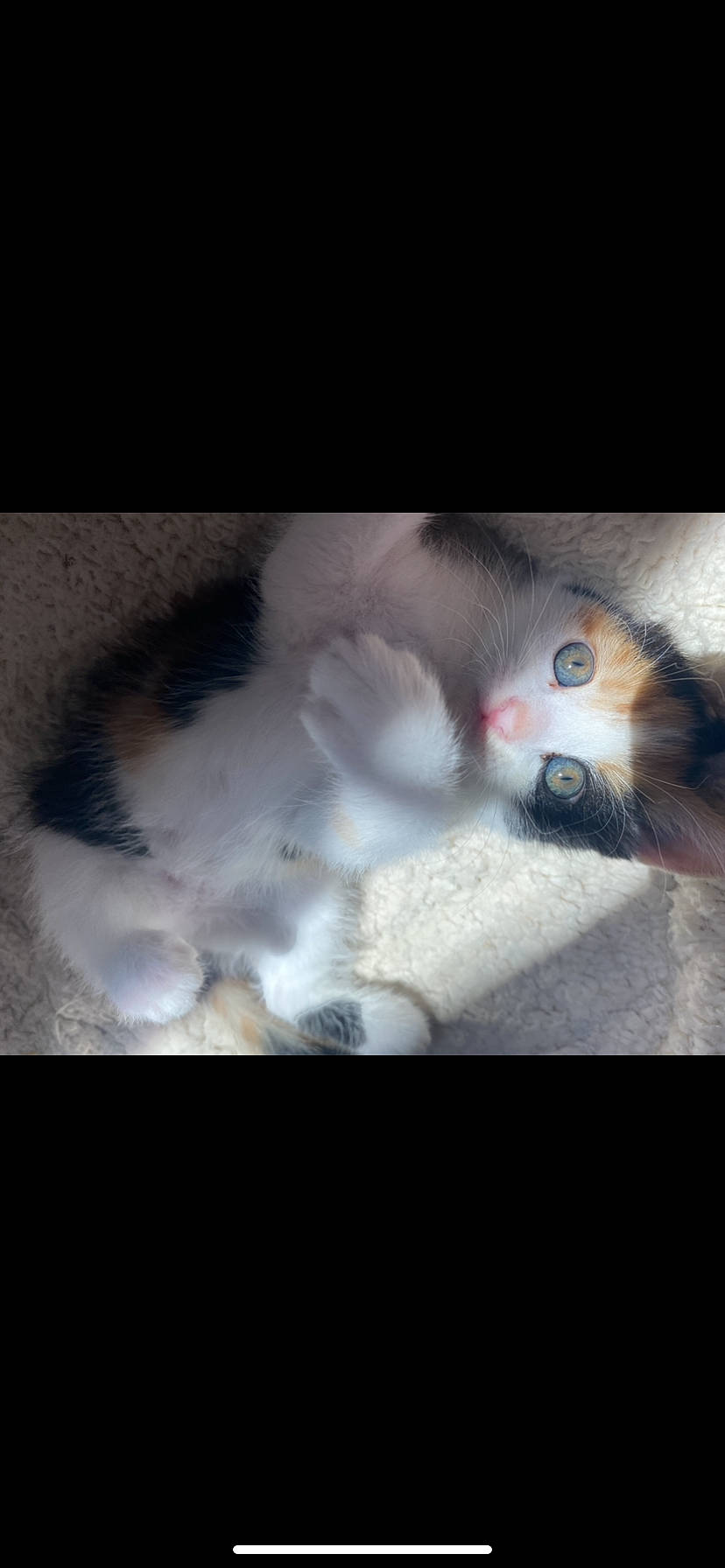 Mochi is registered to the contest to win money with this photo: carnivore, cat, european_shorthair, eye, felidae, fur, kitten, norwegian_forest_cat, nose, ojos_azules, paw, photo_caption, polydactyl_cat, ragdoll, small_to_medium_sized_cats, snout, tail, turkish_angora, turkish_van, whiskers