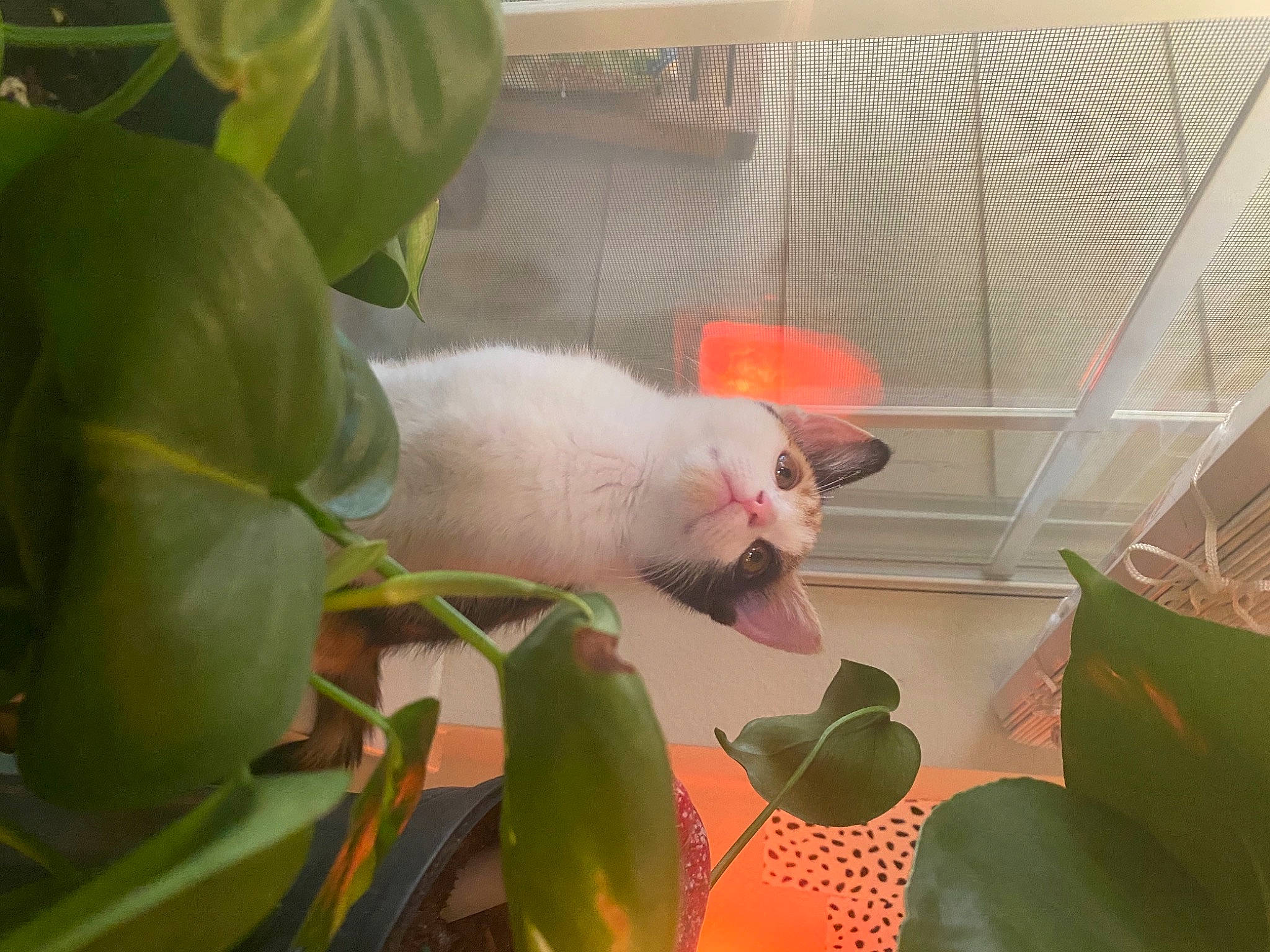 Mochi is registered to the contest to win money with this photo: cat, fawn, felidae, organism, plant, rabbit, rabbits_and_hares, tail, whiskers