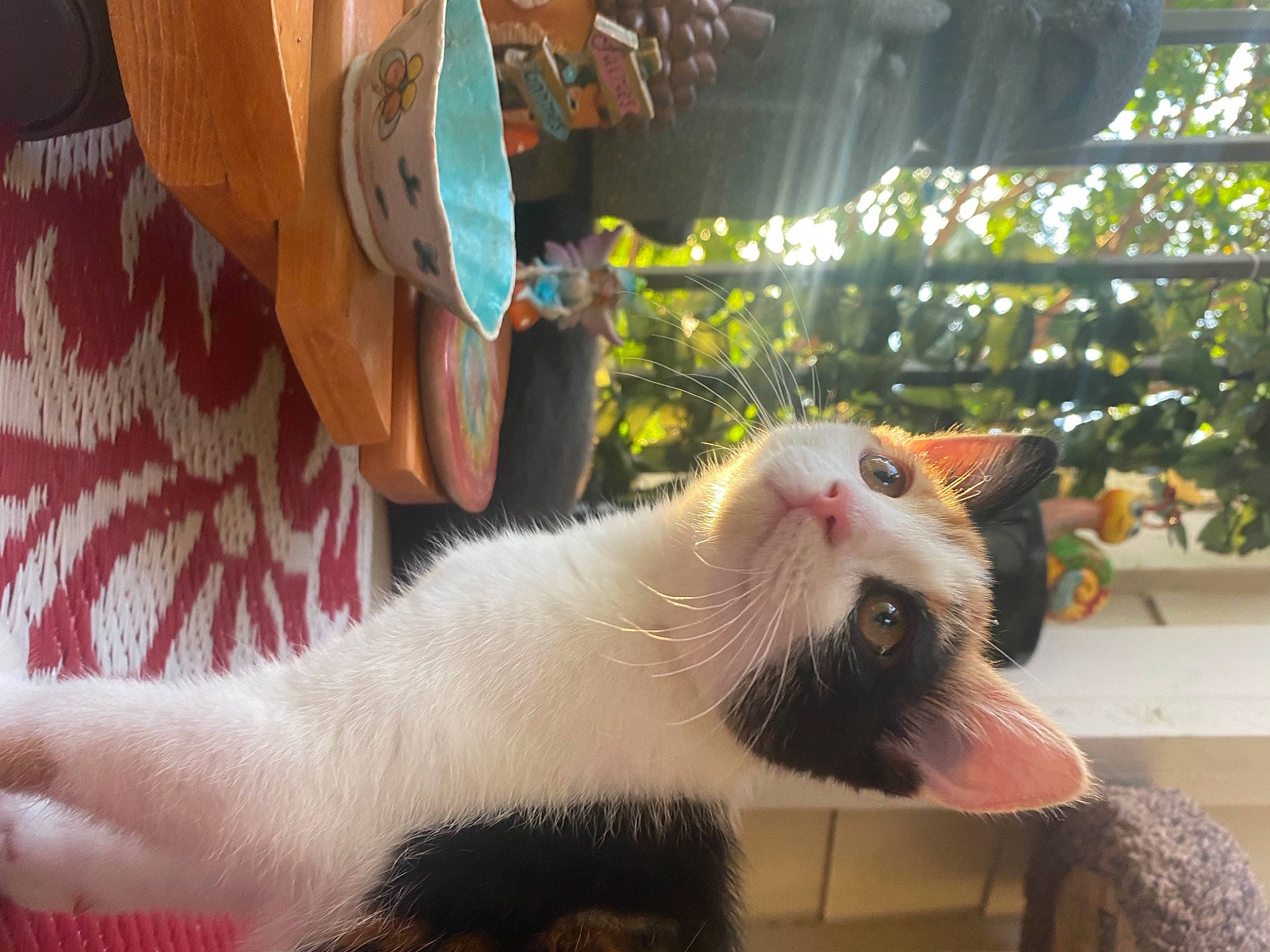 Mochi joined the competition — help win amazing prizes! aegean_cat, carnivore, cat, felidae, fur, japanese_bobtail, paw, small_to_medium_sized_cats, tail, turkish_van, whiskers