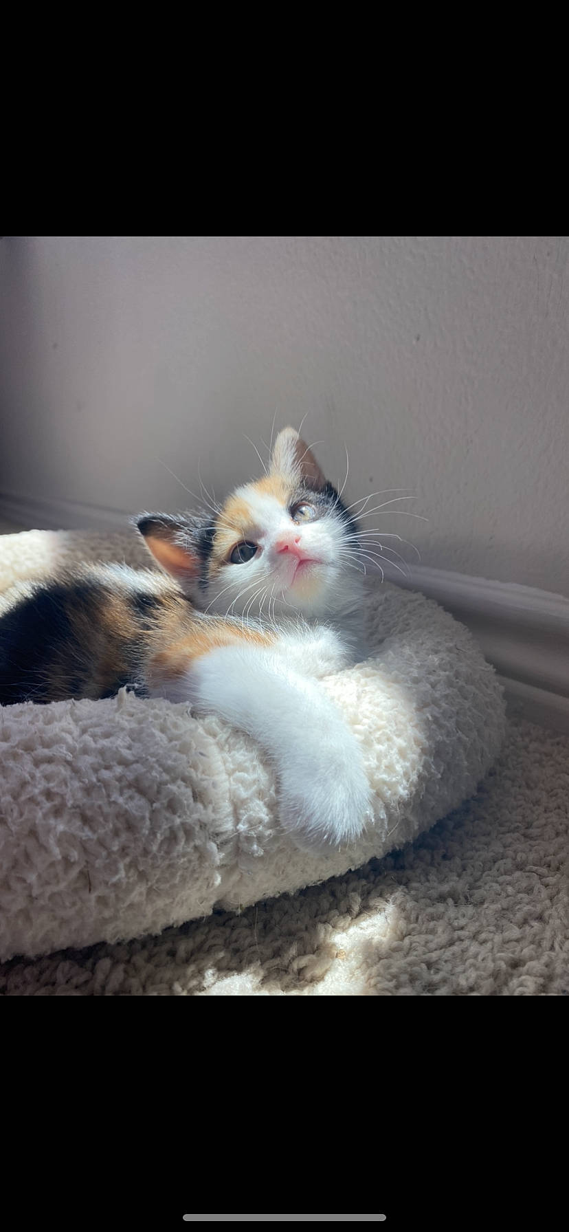 Mochi joined the competition — help win amazing prizes! aegean_cat, carnivore, cat, european_shorthair, felidae, fur, kitten, mammal, munchkin, paw, polydactyl_cat, ragdoll, small_to_medium_sized_cats, tail, turkish_van, whiskers