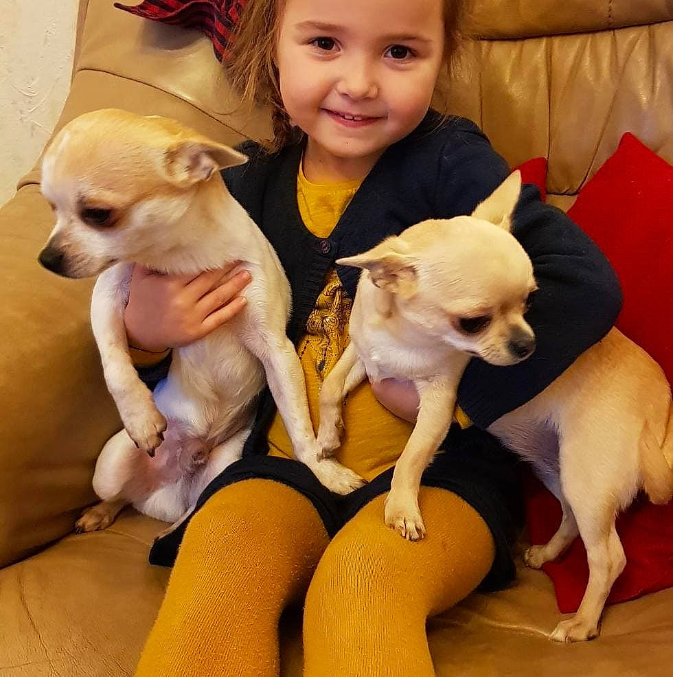 Laila participe au concours pour gagner de l'argent avec cette photo : carnivoran, chihuahua, companion_dog, dog, dog_breed, dog_breed_group, dog_like_mammal, ear, joy, person, puppy, puppy_love, russkiy_toy, skin, snout, toy_dog