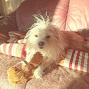Simon is registered to the contest to win money with this photo: couch, cozy, dog, fur, indoor, leather_sofa, living_room, looking_at_camera, messy_hair, paw, pet, plush_toy, portrait, relaxed, scruffy_dog, shadow, striped_pillow, sunlight, toy, white_fur