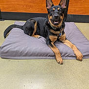 Tidus is registered to the contest to win money with this photo: dog, pet, indoor, cushion, floor, wooden_wall, black_and_tan, smiling, collar, tag, ears_up, laying_down, animal, canine, friendly, cute, resting, domestic, companion, happy