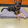 dog, pet, indoor, cushion, floor, wooden_wall, black_and_tan, smiling, collar, tag, ears_up, laying_down, animal, canine, friendly, cute, resting, domestic, companion, happy