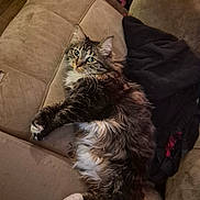 Letty is registered to the contest to win money with this photo: animal, beige, cat, comfortable, couch, cozy, curious, domestic_cat, fluffy, fur, furniture, home, indoor, looking, paws, pet, relaxed, resting, tabby_cat, whiskers