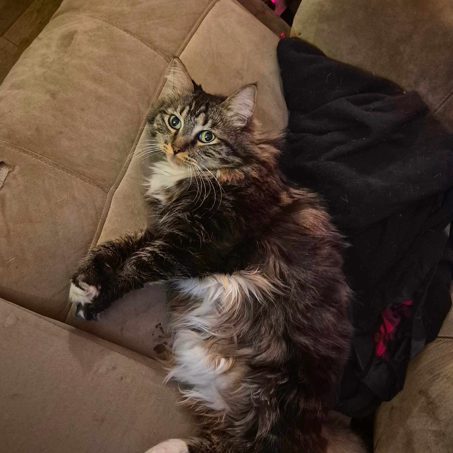 Letty is registered to the contest to win money with this photo: animal, beige, cat, comfortable, couch, cozy, curious, domestic_cat, fluffy, fur, furniture, home, indoor, looking, paws, pet, relaxed, resting, tabby_cat, whiskers