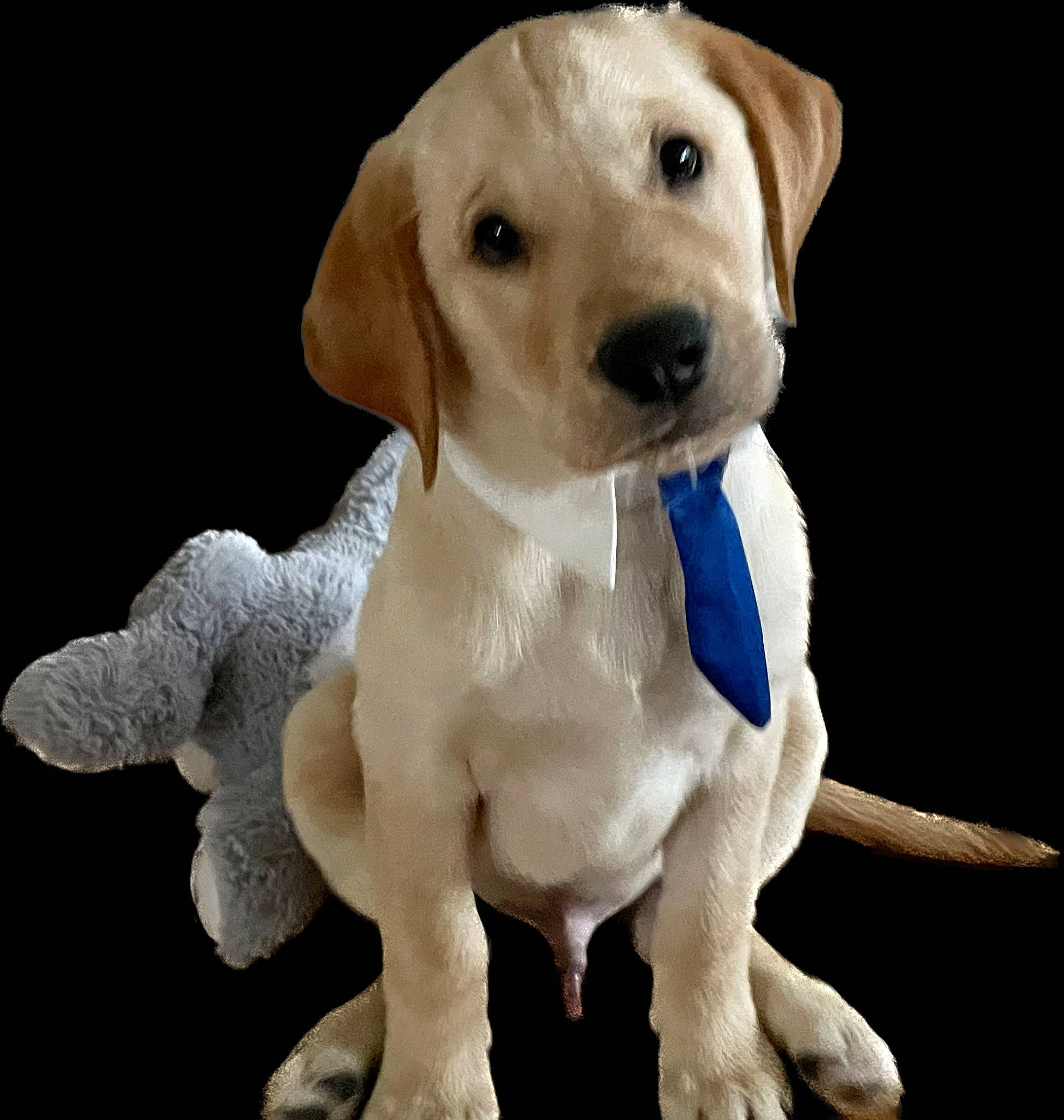 Sammie joined the competition — help win amazing prizes! canidae, carnivore, collar, companion_dog, dog, dog_breed, dog_collar, dog_supply, ear, fawn, fur, liver, paw, pet_supply, snout, sporting_group, tail, toy, whiskers, working_animal