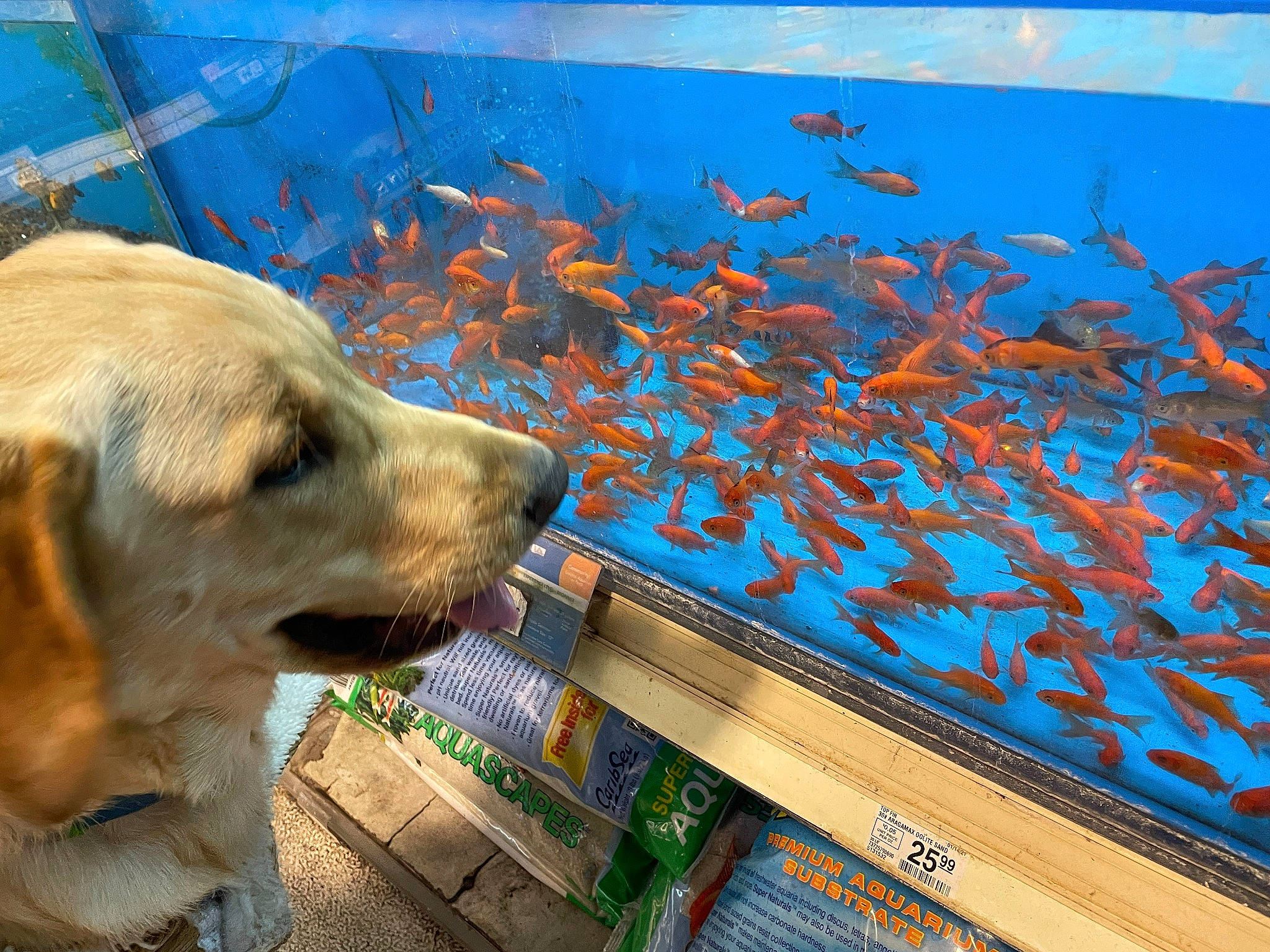 Sammie joined the competition — help win amazing prizes! aquarium, carnivore, companion_dog, dog, dog_breed, dog_supply, electric_blue, fin, fish, fish_supply, grass, marine_biology, pet_supply, retriever, seafood, snout, sporting_group, underwater, water, wood