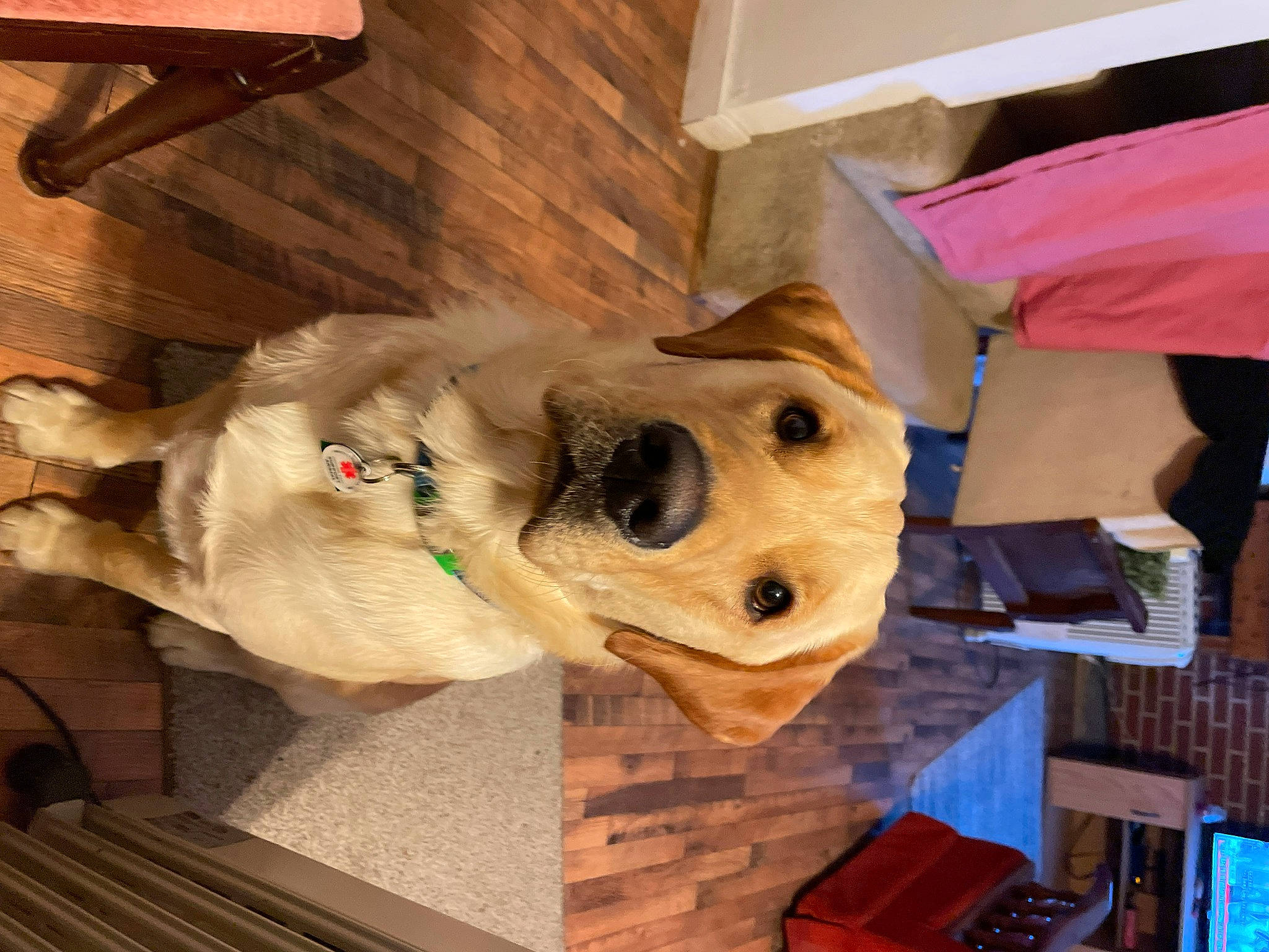 Sammie joined the competition — help win amazing prizes! art, bone, fawn, fur, hardwood, hat, head, helmet, mascot, personal_protective_equipment, plush, sculpture, skull, snout, statue, stuffed_toy, toy, tree, window, wood