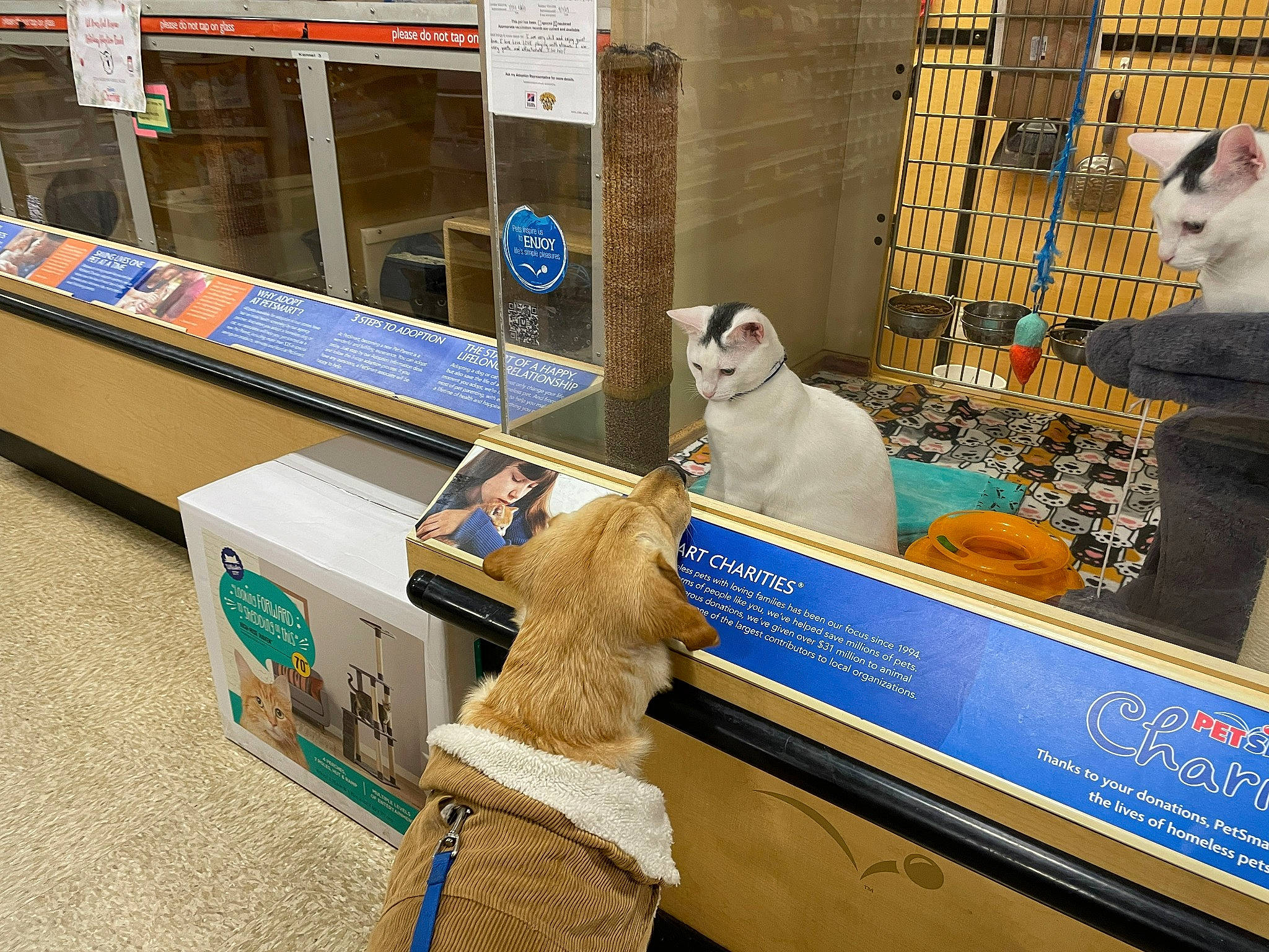 Sammie joined the competition — help win amazing prizes! bench, carnivore, collection, companion_dog, display_case, dog_breed, eyewear, felidae, flooring, fur, machine, pet_supply, retail, room, sporting_group, toy, transport