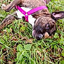 animal, boxer, bulldog, canine, dog, field, frenchbulldog, grass, grassland, herbal, herbs, leaf, nature, outdoors, pet, plant, puppy, purple, soil, vegetation