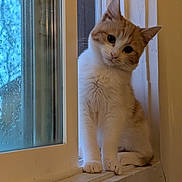 Lola joined the competition — help win amazing prizes! cat, orange_cat, white_cat, windowsill, window, raindrops, indoor, pet, animal, curious, tilted_head, feline, fur, whiskers, ears, paw, cute, domestic_cat, resting, looking