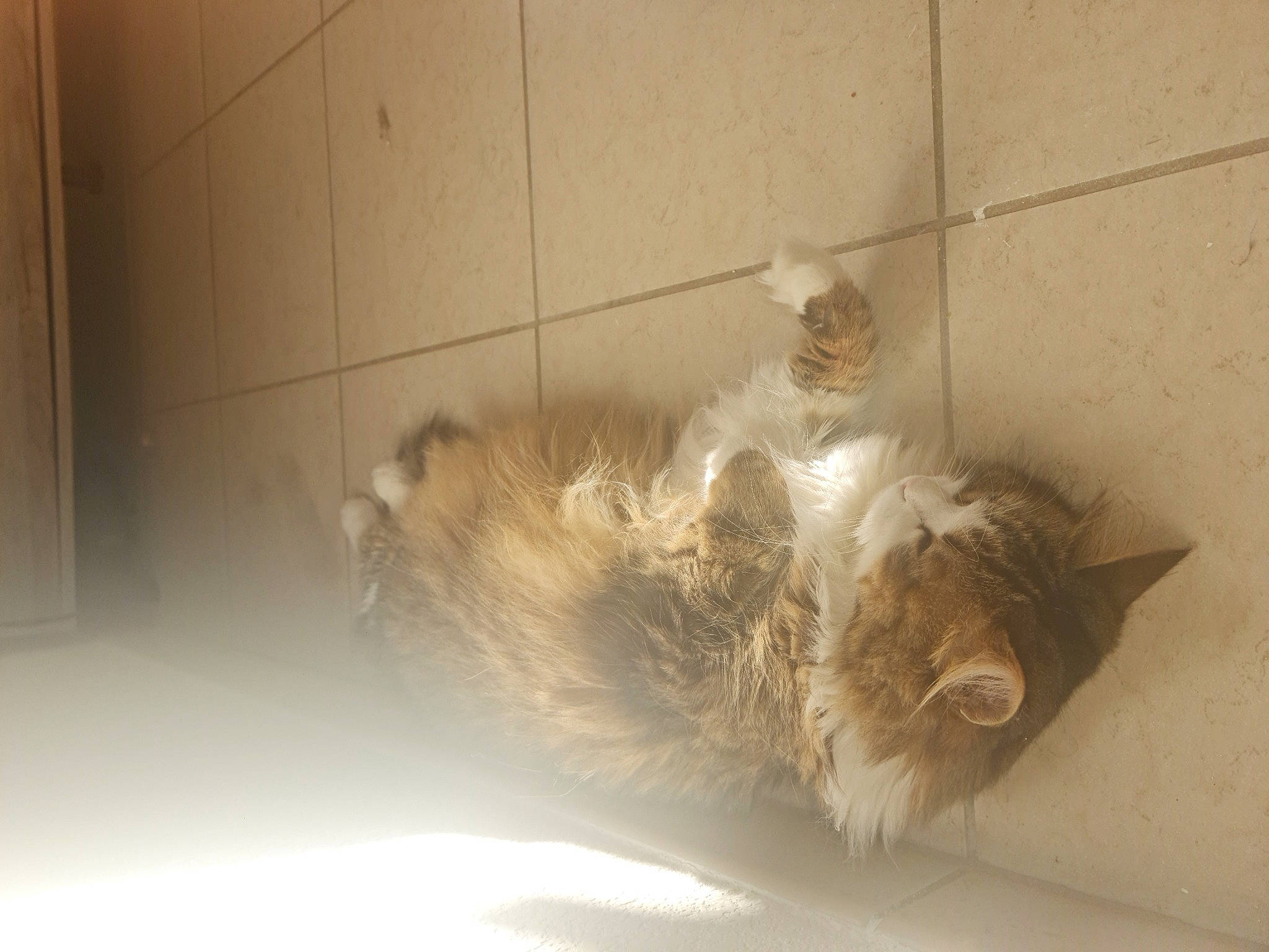 Nook participe au concours pour gagner de l'argent avec cette photo : box, canidae, carnivore, cat, claw, comfort, dog_breed, domestic_short_haired_cat, fawn, felidae, flooring, fur, hardwood, paw, small_to_medium_sized_cats, snout, tail, whiskers, wood