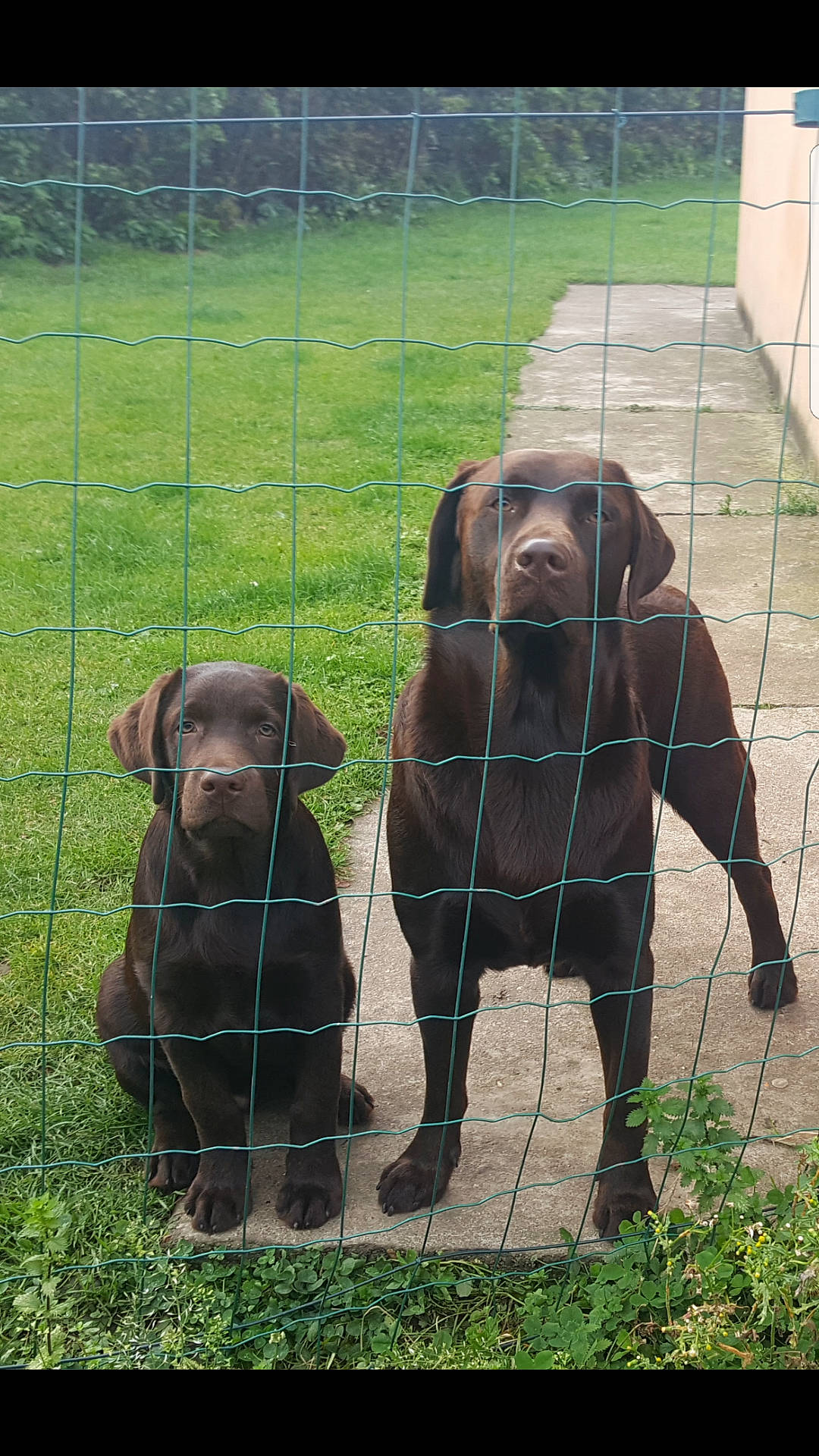 Newton participe au concours pour gagner de l'argent avec cette photo : canidae, carnivore, companion_dog, dog, dog_breed, dog_supply, fawn, fence, fur, grass, gun_dog, hound, liver, mammal, pet_supply, plant, snout, sporting_group, terrestrial_animal, working_animal