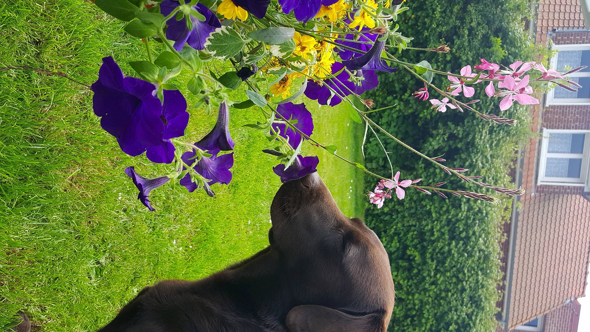 Newton participe au concours pour gagner de l'argent avec cette photo : annual_plant, eggplant, electric_blue, flower, flowering_plant, garden, grass, groundcover, herbaceous_plant, magenta, petal, plant, purple, shrub, spring, terrestrial_animal, tints_and_shades, tree, violet, violet_family