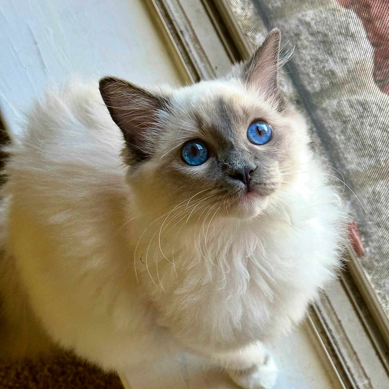 Sophie Marie