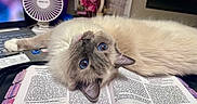 Sophie Marie joined the competition — help win amazing prizes! cat, blue_eyes, fluffy, book, open_book, text, laptop, fan, indoor, curious, pet, animal, whiskers, face, upside_down, reading, study, cozy, home, relaxed