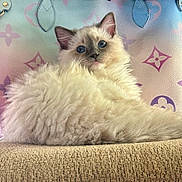 Sophie Marie is registered to the contest to win money with this photo: cat, kitten, fluffy, blue_eyes, lounging, beige, texture, fur, pet, closeup, indoor, luxury_bag, colorful, pastel, background, cute, animal, domestic_cat, feline, soft
