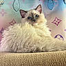 cat, kitten, fluffy, blue_eyes, lounging, beige, texture, fur, pet, closeup, indoor, luxury_bag, colorful, pastel, background, cute, animal, domestic_cat, feline, soft